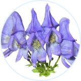 Allantoin